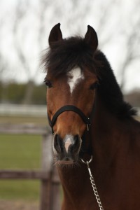 Max (2)